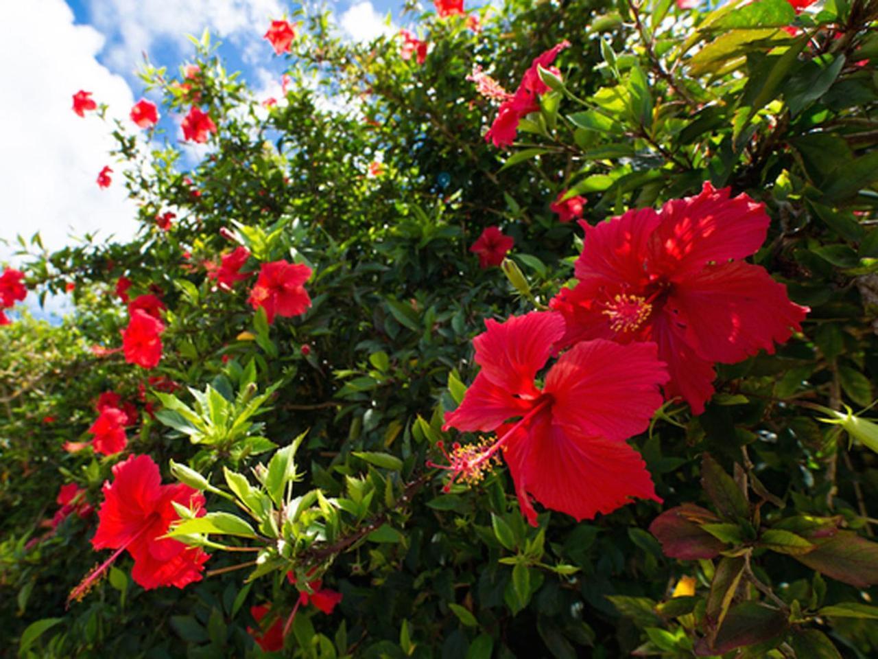 Sun Green Resort Hotel Ishigaki Ishigaki  Екстериор снимка